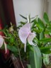 Phal. amabilis 'Surabaya' × sib 2.5'' УЦЕНКА (мех. повр. лист.)