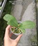 Phal. amabilis 'Surabaya' × sib 2.5'' УЦЕНКА (мех. повр. лист.)