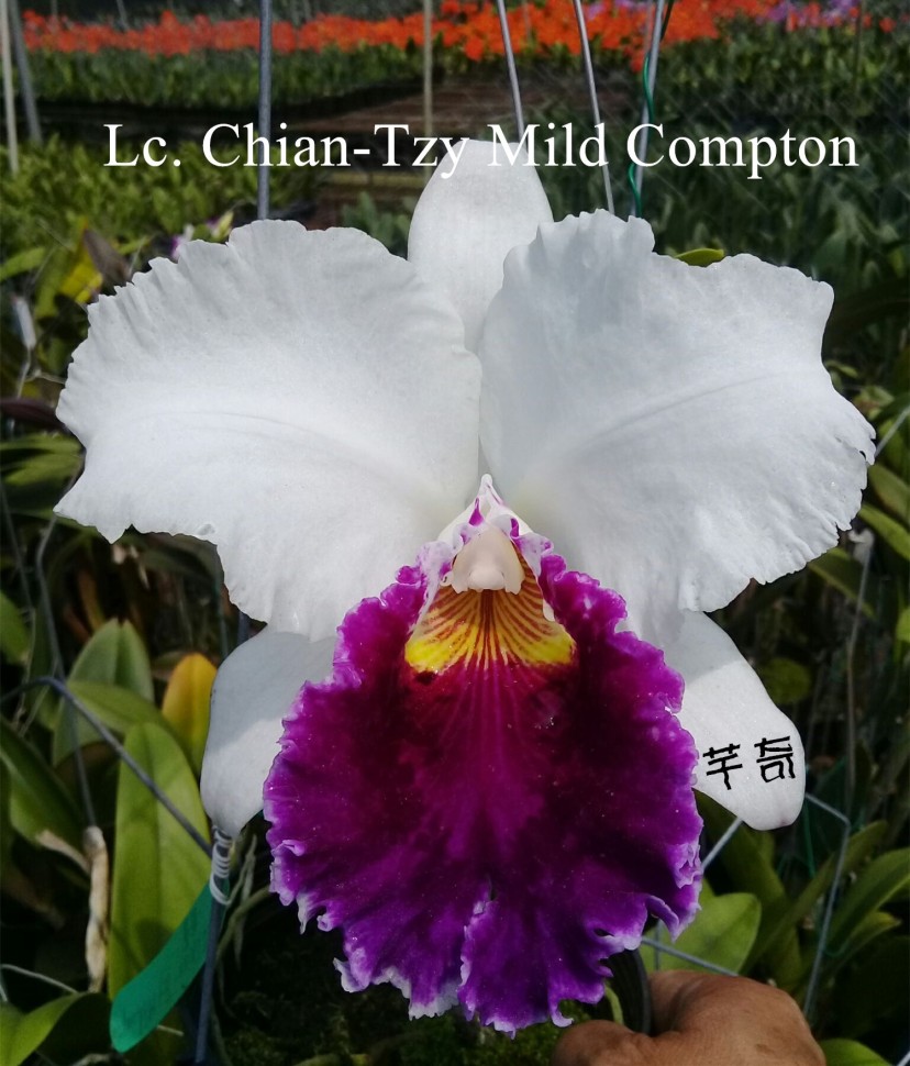 Lc. Chian-Tzy Mildcompton 2.5"