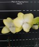 Phal. GC Reyoung Sara 2.5''