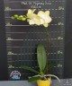 Phal. GC Reyoung Sara 2.5''