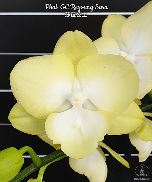 Phal. GC Reyoung Sara 2.5''