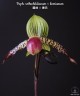 Paph. rothschildianum × liemianum 2.5"