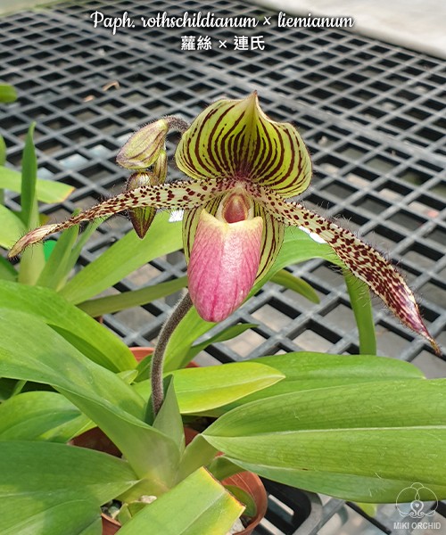 Paph. rothschildianum × liemianum 2.5"