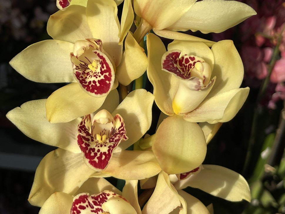 Цимбидиум (1 цветонос; Ø 14 см)