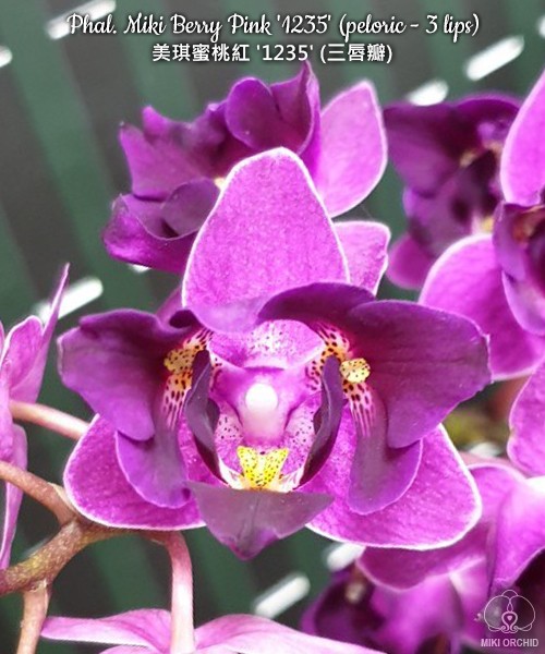 Phal. Miki Berry Pink '1235' (peloric - 3 lips) 2.5"