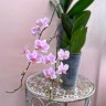 Phal. Hatuyuki 'Pink' 2.5''