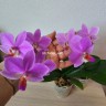 Phal. Hatuyuki 'Pink' 2.5''