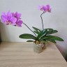 Phal. Hatuyuki 'Pink' 2.5''