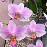 Phal. Hatuyuki 'Pink' 2.5''