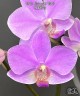 Phal. Hatuyuki 'Pink' 2.5''