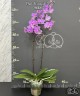 Phal. Hatuyuki 'Pink' 2.5''