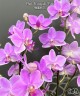 Phal. Hatuyuki 'Pink' 2.5''