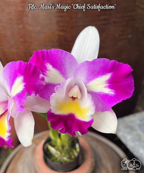 Rlc. Mari's Magic 'Chief Satisfaction' 2.5''