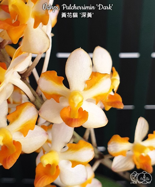 Vdnps. Pulcherrimin 'Dark' 2.5''