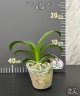 Vdnps. Pulcherrimin 2.5''