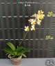 Vdnps. Pulcherrimin 2.5''