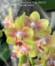 Phal. Miki Golden Sand 'Baby MXS02' 2.5"
