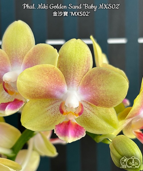 Phal. Miki Golden Sand 'Baby MXS02' 2.5"