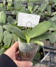 Phal. Miki Golden Sand 'Baby MXS02' 2.5"