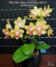 Phal. Miki Golden Sand 'Baby MXS02' 2.5"