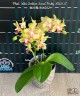Phal. Miki Golden Sand 'Baby MXS02' 2.5"