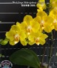 Phal. Sogo Shito '2 eyes' 2.5'' УЦЕНКА (нет нижн. лист.)