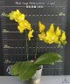 Phal. Sogo Shito '2 eyes' 2.5'' УЦЕНКА (нет нижн. лист.)