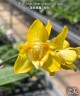 Phal. Sogo Shito '2 eyes' 2.5'' УЦЕНКА (нет нижн. лист.)