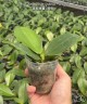 Phal. Sogo Shito '2 eyes' 2.5'' УЦЕНКА (нет нижн. лист.)
