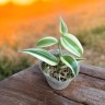 Vanilla planifolia 'Albo-Variegata' 1.7"