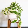 Vanilla planifolia 'Albo-Variegata' 1.7"