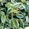 Vanilla planifolia 'Albo-Variegata' 1.7"