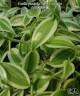 Vanilla planifolia 'Albo-Variegata' 1.7"
