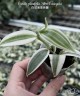 Vanilla planifolia 'Albo-Variegata' 1.7"