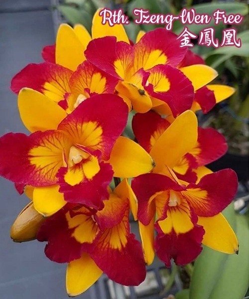 Rth. Tzeng-Wen Free 2.5"