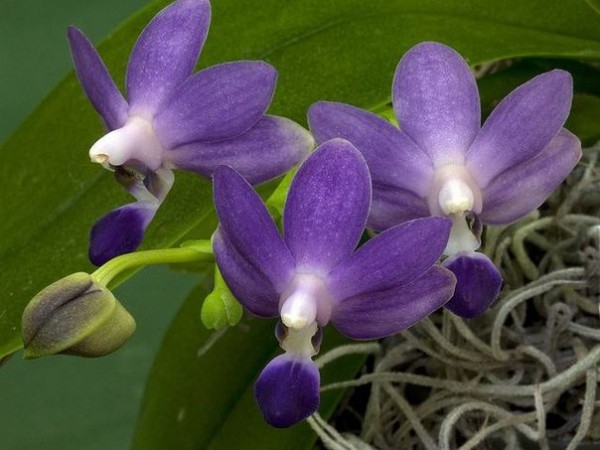 Phal. Purple Martin var. blue '3117' 2.5''