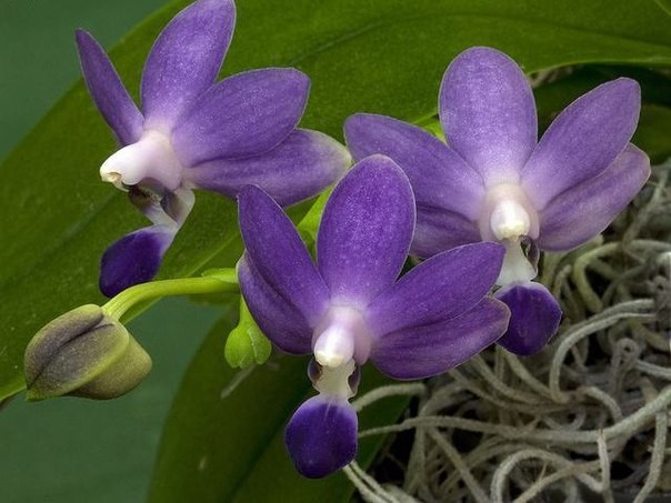 Phal. Purple Martin var. blue '3117' 2.5''