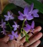 Phal. Purple Martin var. blue '3117' 2.5''