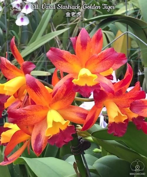 Ctt. Varut Startrack 'Golden Tiger' 2.5''