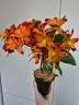 Ctt. Varut Startrack 'Golden Tiger' 2.5''