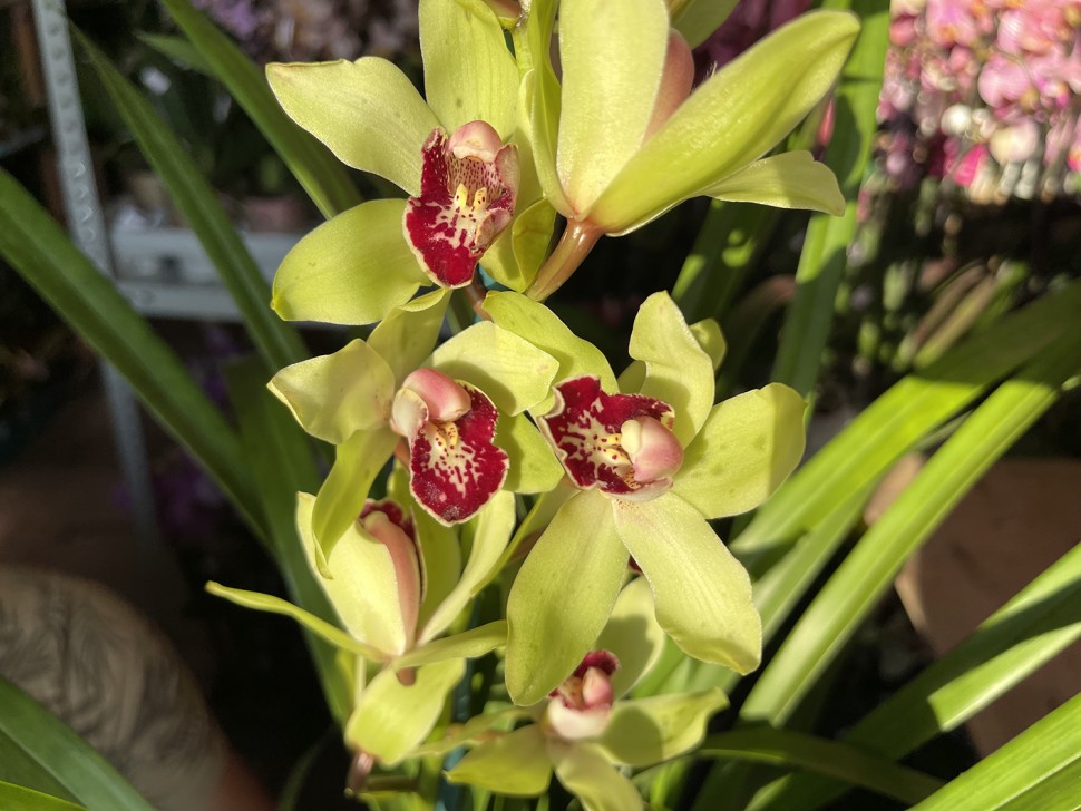 Цимбидиум (1 цветонос; Ø 14 см)