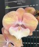 Phal. Good Times 2.5"