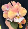 Phal. Good Times 2.5"
