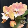 Phal. Good Times 2.5"