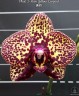 Phal. I-Hsin Yellow Leopard 2.5'' УЦЕНКА (механическое повреждение листиков)