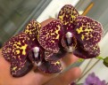 Phal. I-Hsin Yellow Leopard 2.5'' УЦЕНКА (механическое повреждение листиков)
