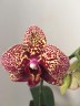 Phal. I-Hsin Yellow Leopard 2.5'' УЦЕНКА (механическое повреждение листиков)