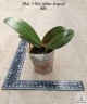 Phal. I-Hsin Yellow Leopard 2.5'' УЦЕНКА (механическое повреждение листиков)