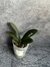 Phal. I-Hsin Yellow Leopard 2.5'' УЦЕНКА (механическое повреждение листиков)